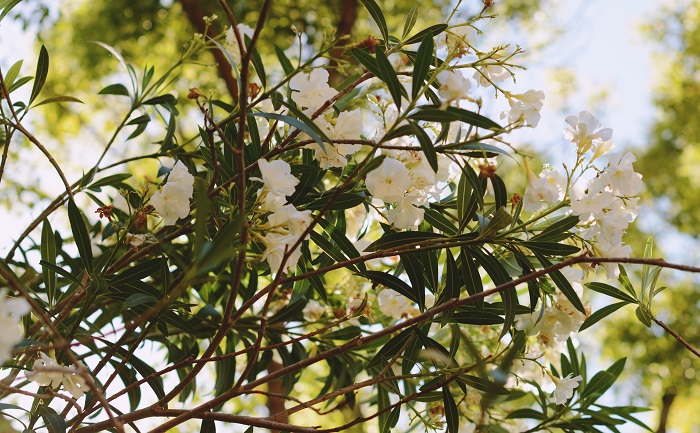 oleander1